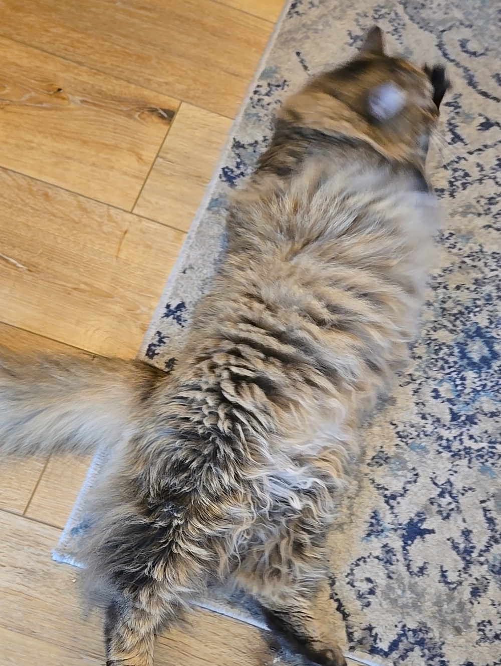Cat Fun - Kitties No Sale Ad Only Cat SUPPORT TY! Live Show Req.